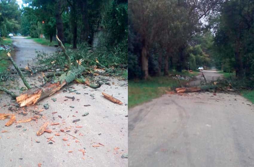 Parque Hermoso: se cayó un árbol sobre la calle y los vecinos piden respuestas al municipio