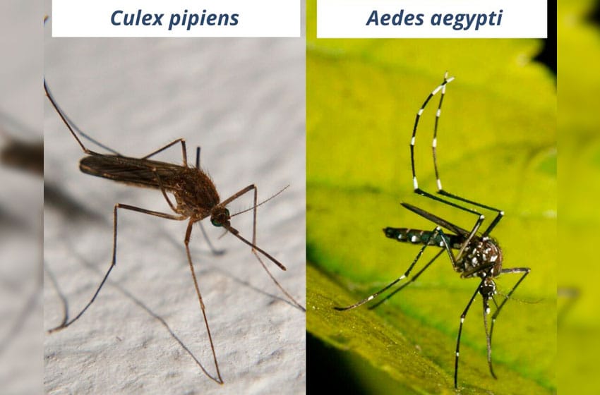 Científicos marplatenses desarrollan insecticidas biológicos para prevenir el dengue