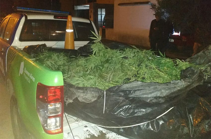 Caminaban por los techos en plena noche: llegó la policía y descubrió una plantación de marihuana