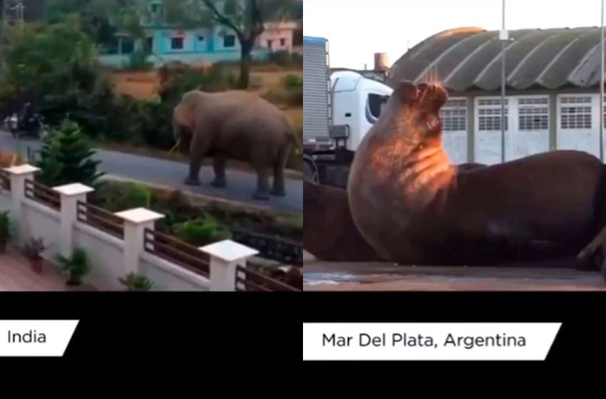 Un video sobre el regreso de la fauna a las ciudades, hace hincapié en Mar del Plata