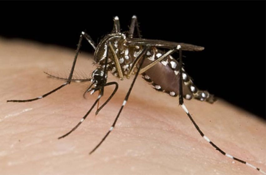 La otra amenaza: ya hay tres casos confirmados de Dengue en Mar del Plata