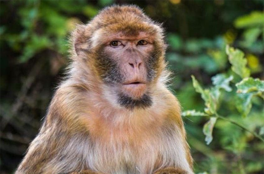 Monos roban muestras de pacientes con COVID-19 en un hospital 