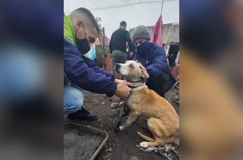 Rescataron a un perro en grave estado de abandono