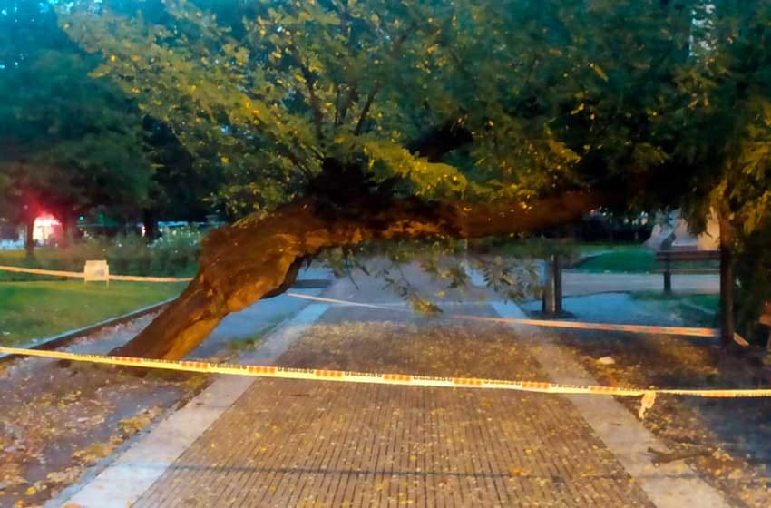 Alerta por fuertes vientos: se cayó un árbol a metros de la Municipalidad