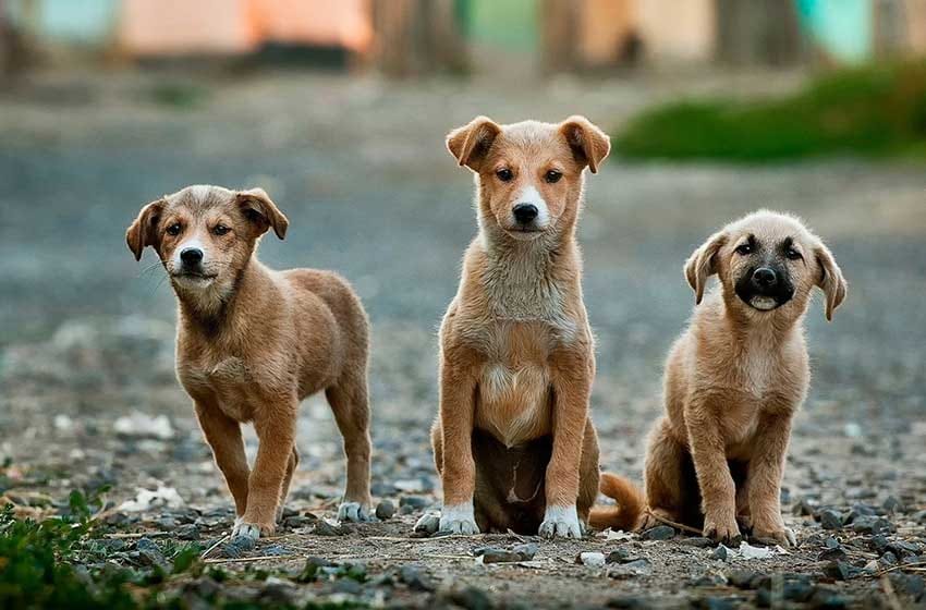 El Municipio lanzó una campaña de concientización para la adopción de animales