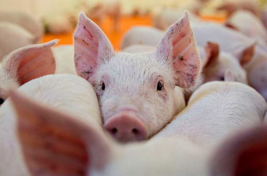 Detectan dos casos de triquinosis en cerdos en Tandil