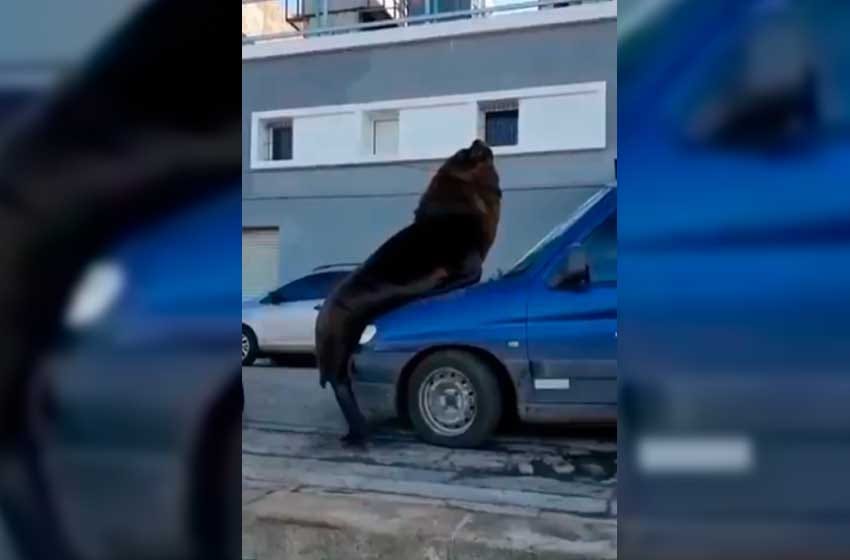 Desopilante video: un lobo marino se subió a un auto en Mar del Plata