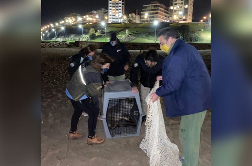 Rescataron a un lobo marino varado en La Perla