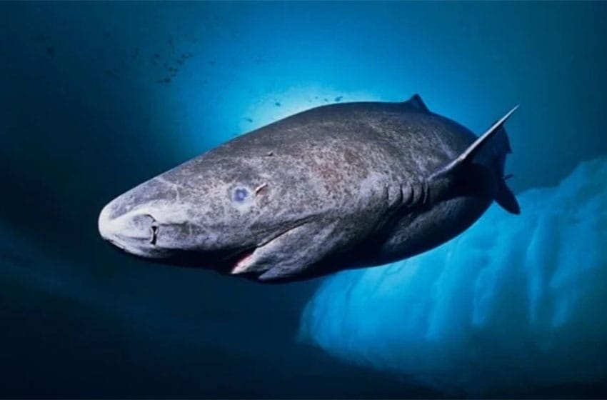 Sorprendente: el animal más viejo del mundo es un tiburón nacido en 1505