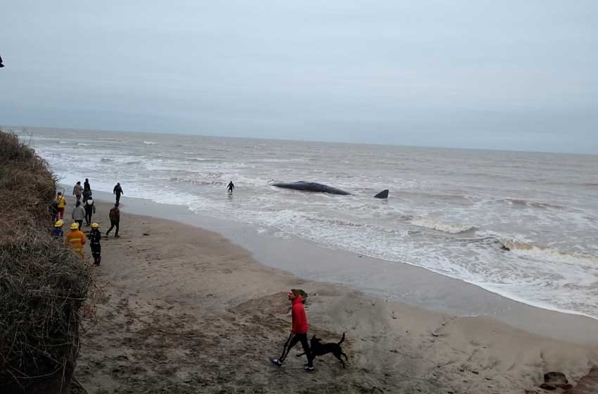 Gran despliegue en Camet Norte por una ballena varada