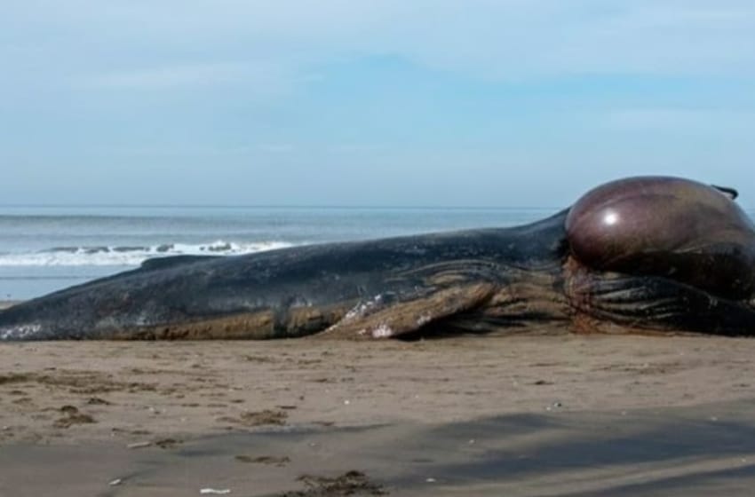 Investigadores de la UNMdP y el CONICET analizaron una ballena que murió cerca de Mar Chiquita