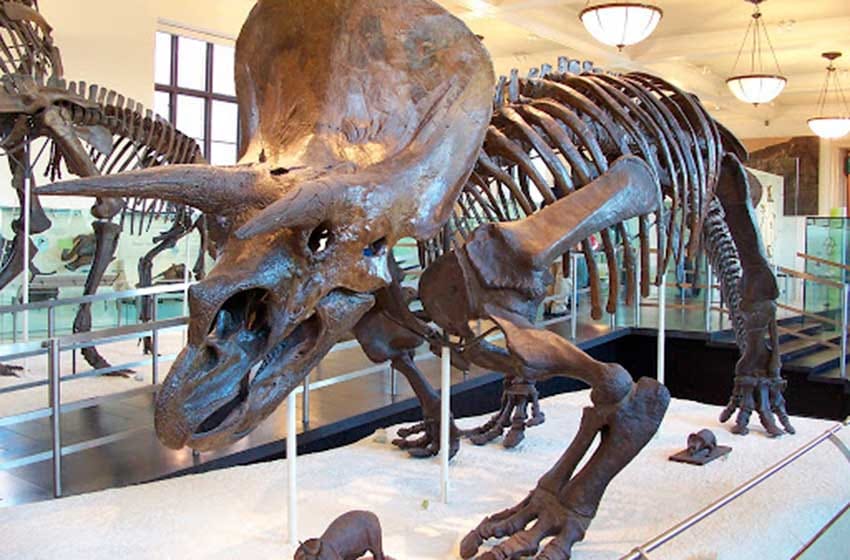 Detectaron cáncer en un dinosaurio que vivió hace 77 millones de años