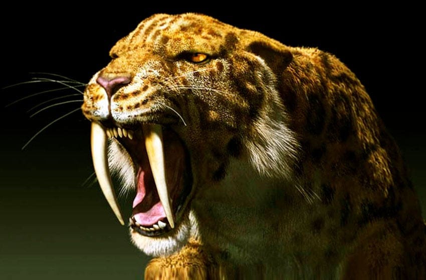 El tigre “dientes de sable” del Pleistoceno, vecino de Miramar