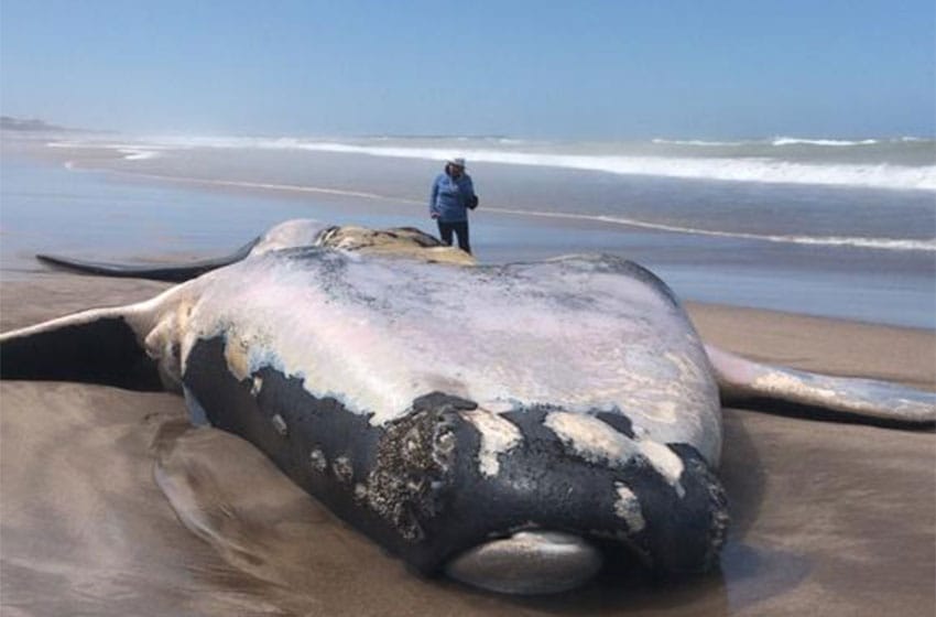 Tres ballenas quedaron varadas en la Costa Atlántica
