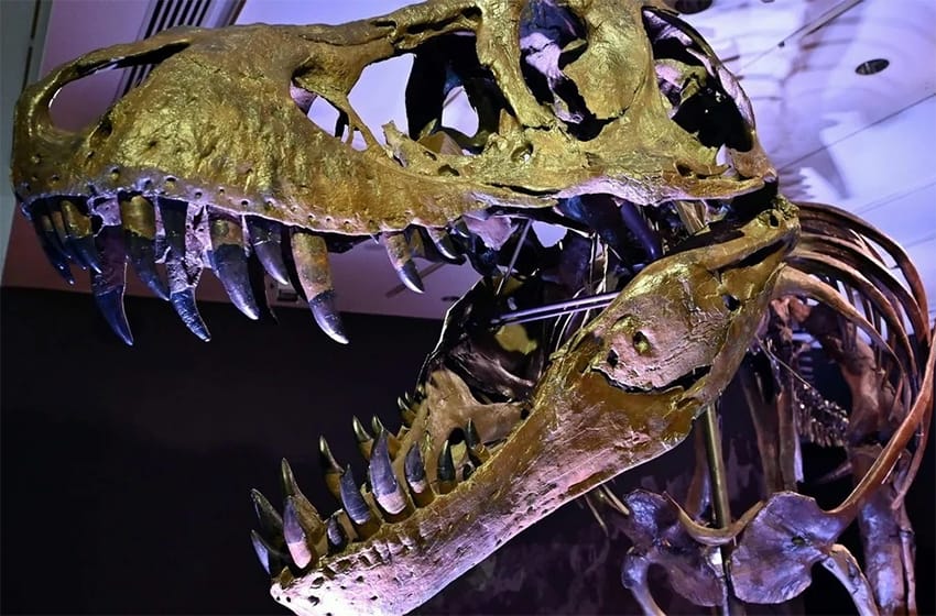 Precio récord por el esqueleto de un Tiranosaurio Rex: más de 31 millones de dólares