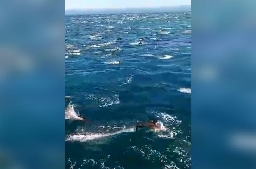 Video: cientos de delfines deslumbraron la costa