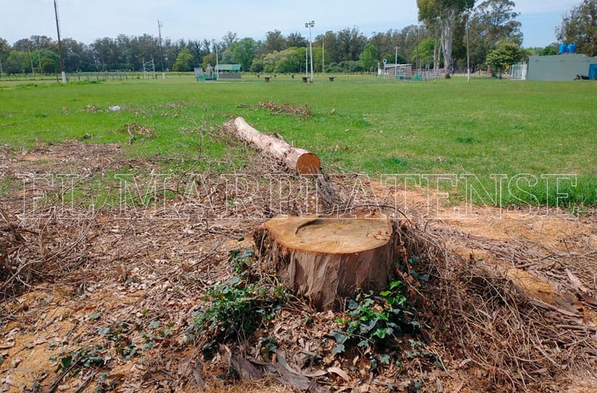 Continúa el conflicto en Parque Camet: denuncian que el Biguá Rugby Club taló árboles