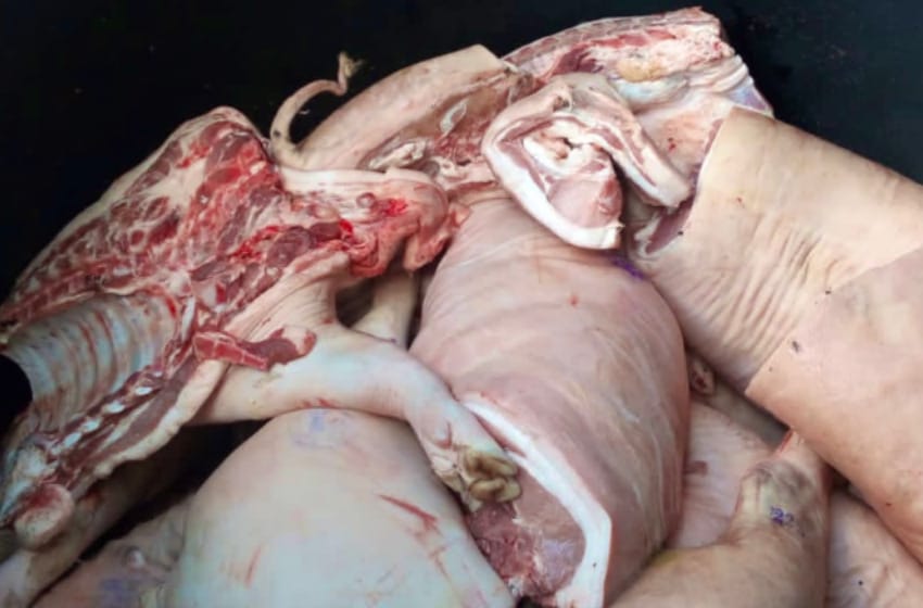 Decomisaron más de 22.000 kilos de carne de cerdo en Mar Chiquita