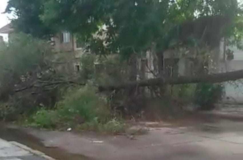 El temporal golpeó a Mar del Plata y un árbol caído interrumpió el tránsito en el barrio Don Bosco