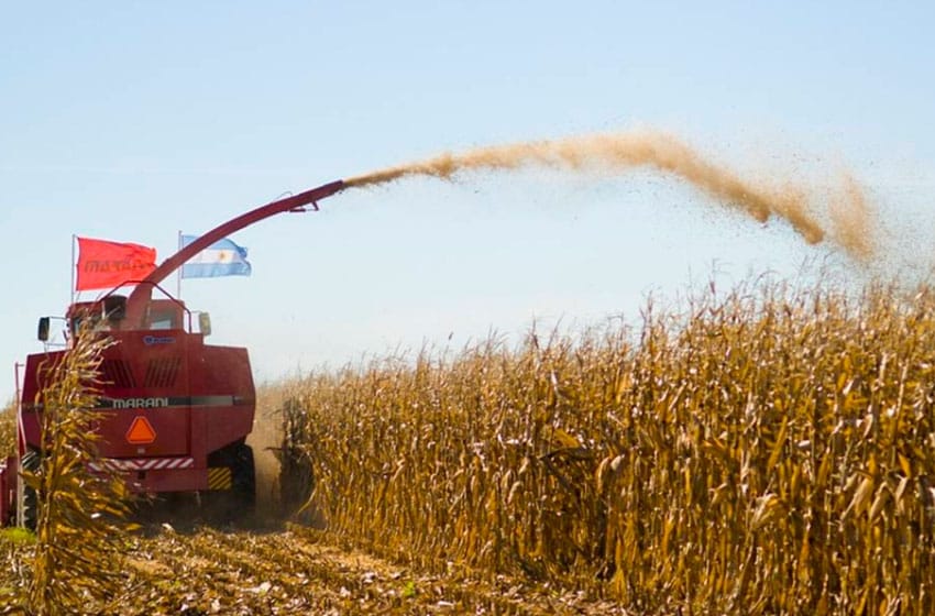 Avanza siembra de maíz en Buenos Aires con reservas hídricas irregulares
