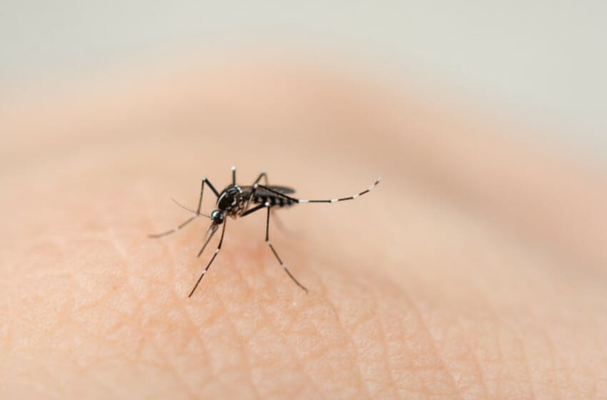 La OMS pide medidas de refuerzo contra el paludismo