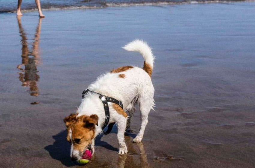 La playa exclusiva de Mar del Plata para disfrutar con perros