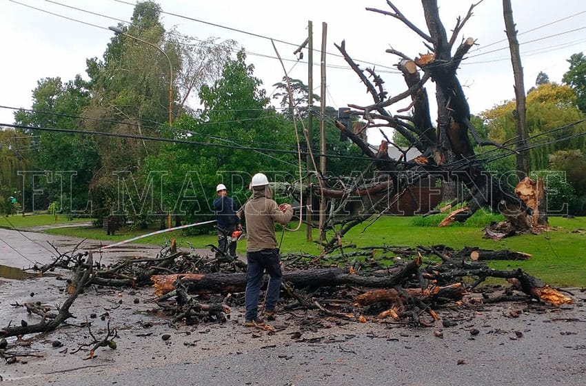 Cesó el alerta meteorológico en Mar del Plata: cayeron 47 árboles, 10 postes y 5 columnas