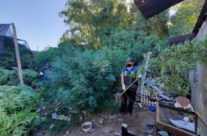 Hallan 85 plantas de marihuana en una vivienda en Necochea: un detenido