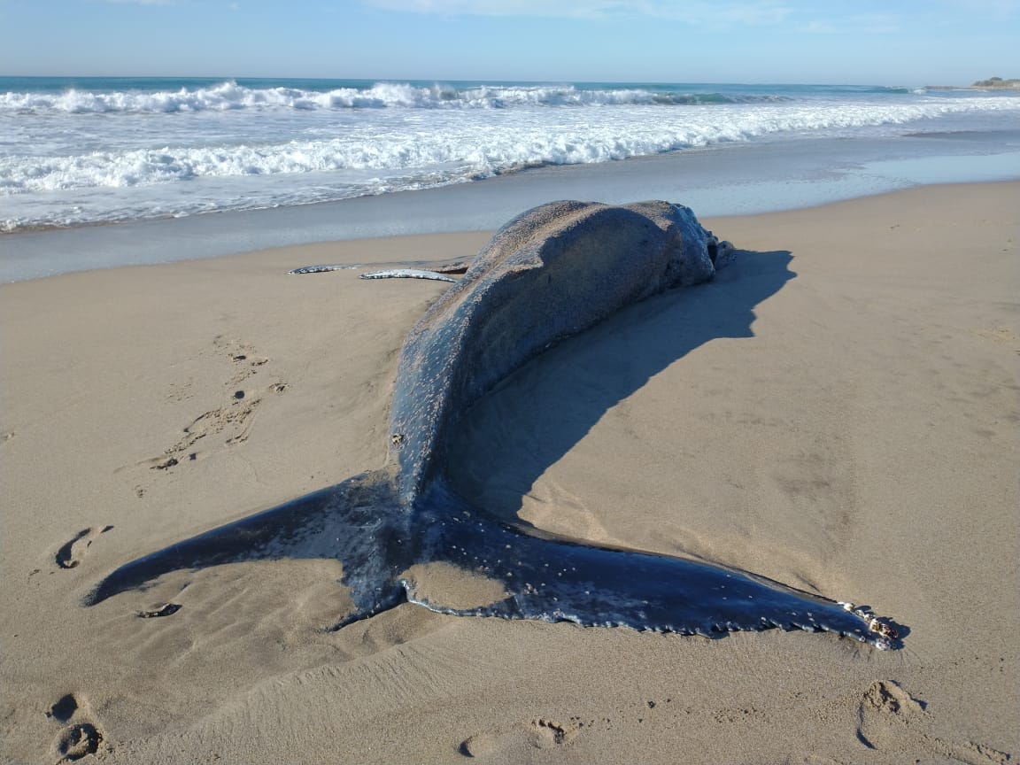 Apareció una ballena muerta en las playas del sur