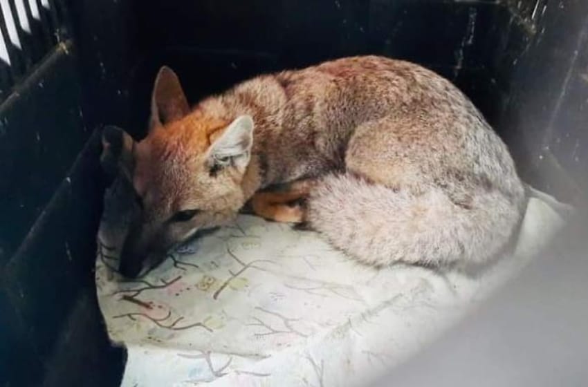 Rescataron a un zorro que tenían de mascota en una casa de Mar del Plata
