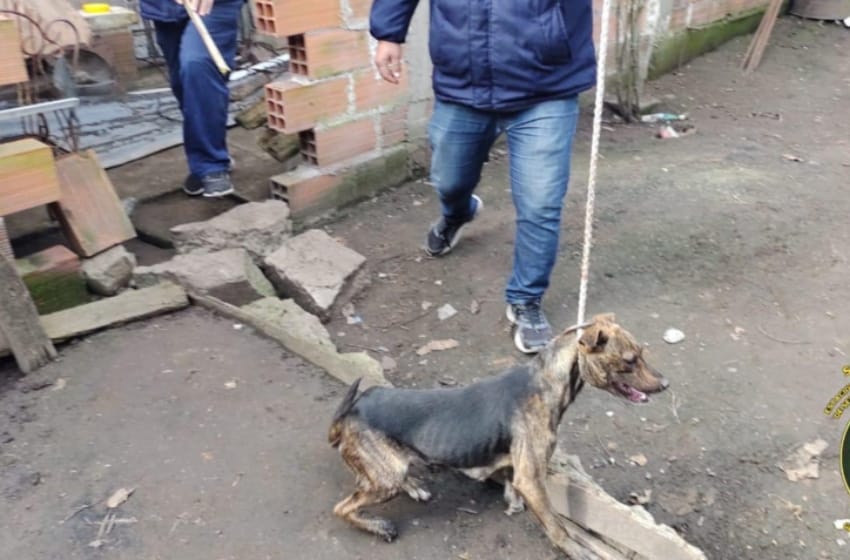 Golpeados y esqueléticos, rescataron a cuatro perros que eran maltratados por su dueño
