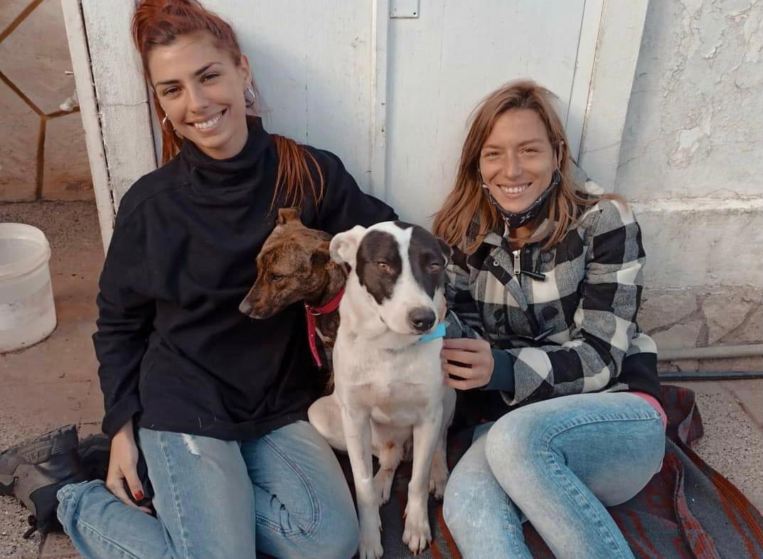 Rescataron 4 perros de una vivienda por maltrato animal