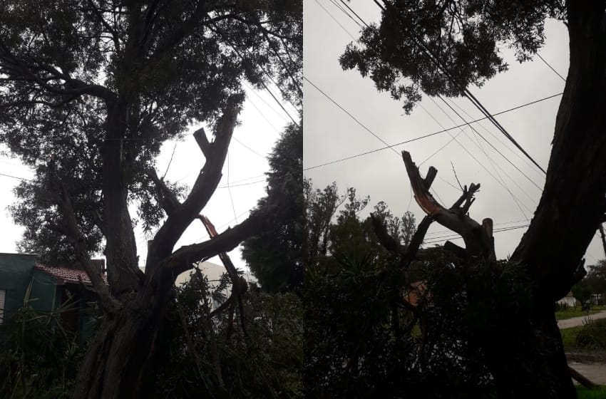 Alarma por "lagunas" y peligro de caída de árboles sobre viviendas del barrio El Jardín
