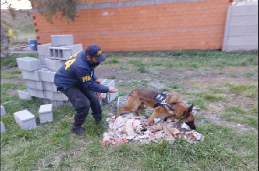 La Policía Federal allanó varios domicilios en Olavarría: incautan estupefacientes, armas y dinero