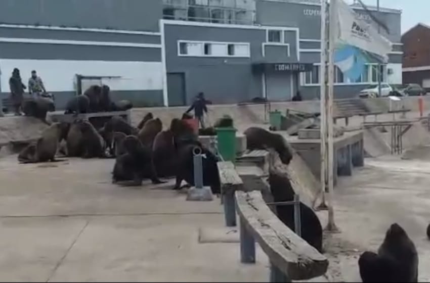 Video: así se despidieron los lobos marinos de la Banquina de los Pescadores