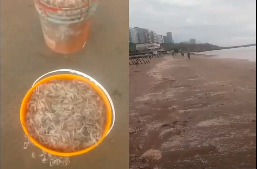 Crías de camarones inundaron las arenas de Playa Grande
