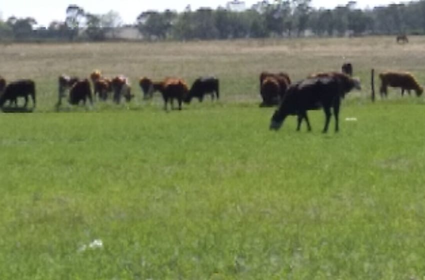 Encontraron 41 animales bovinos sueltos en el camino viejo a Miramar