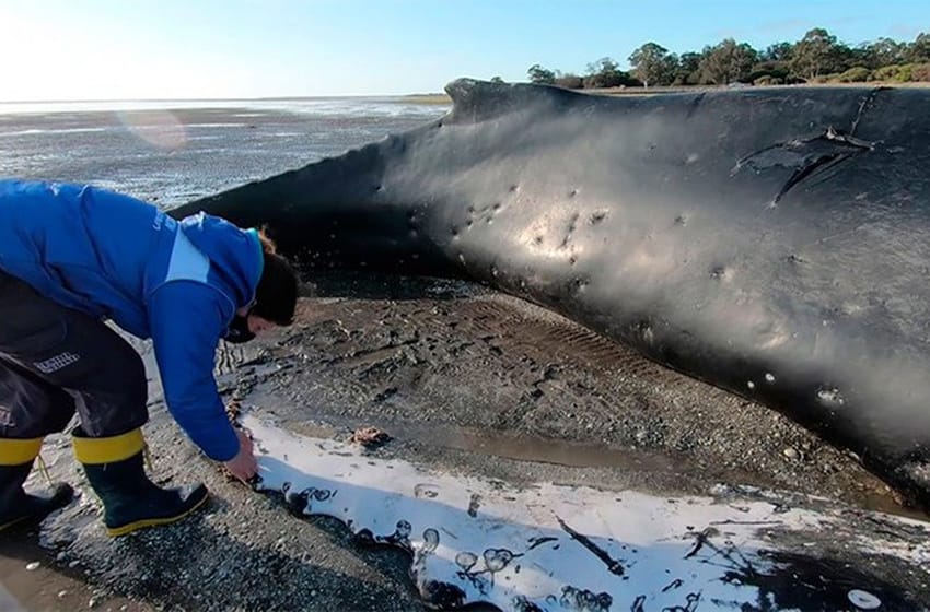 Un ejemplar de ballena yubarta murió varado y piden a la población que no se acerque