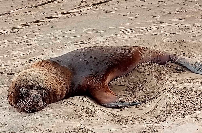 Video: apareció un lobo marino en una playa de Punta Mogotes