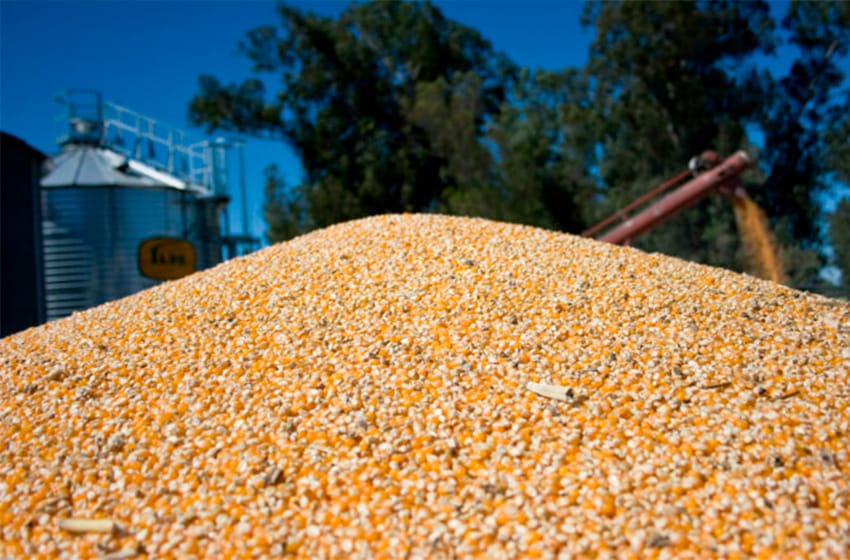 El Gobierno limitó las exportaciones de maíz