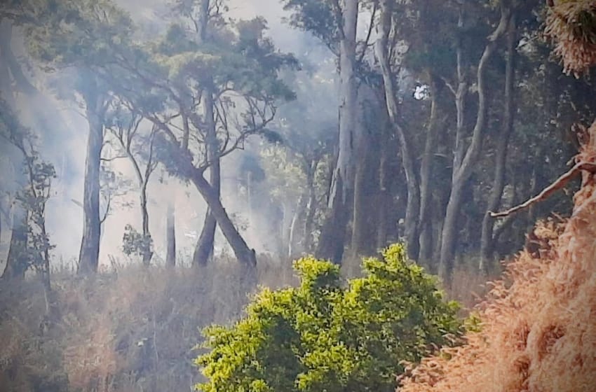 Incendios forestales: "El 98% es generado por la mano del hombre"