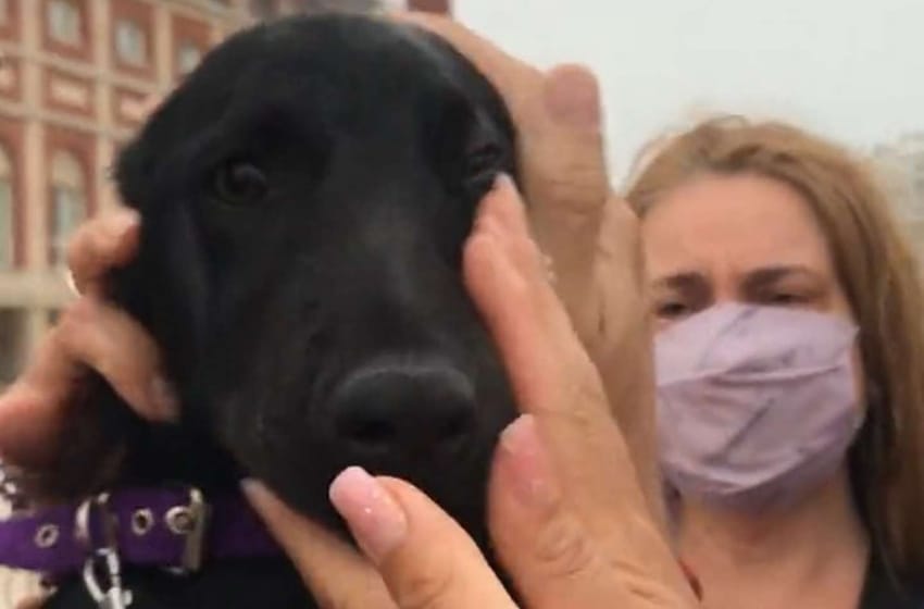 Un hombre le pegaba a su cachorro y un grupo de turistas recaudó $4000 para comprar y salvar al perro