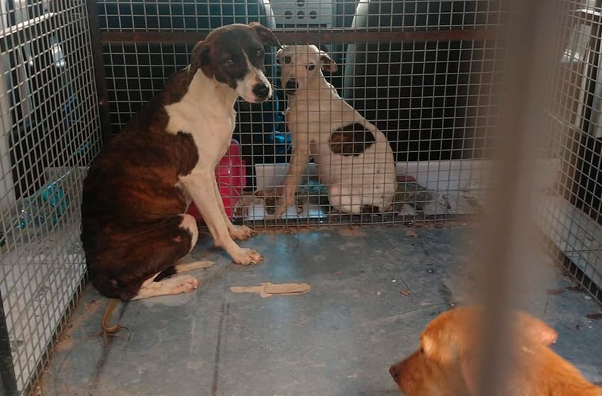 Rescatan 6 perros desnutridos y lastimados tras una denuncia vecinal