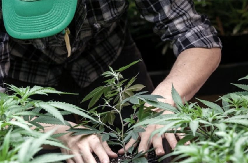 La justicia italiana anuló el referendo sobre la legalización del cultivo de cannabis