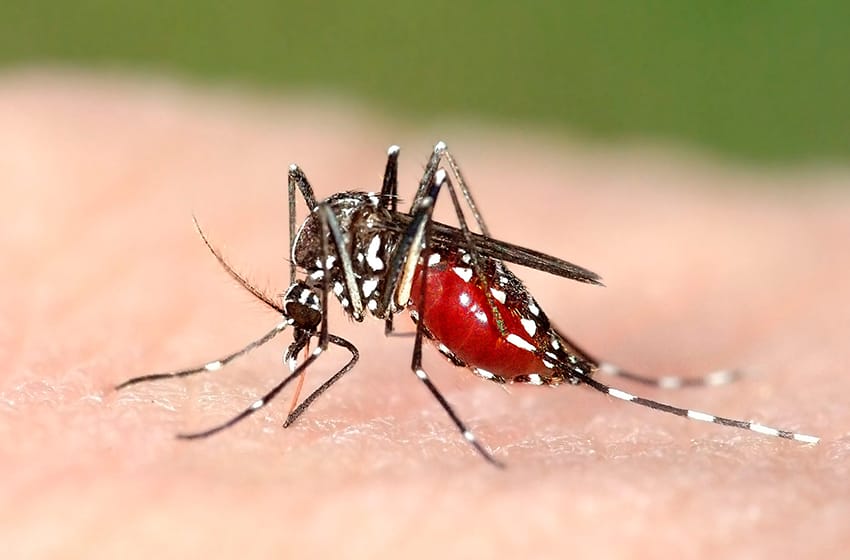 Las razones científicas de por qué los mosquitos pican más a unas personas que a otras