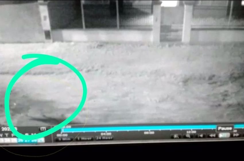 Quequén: Cámaras de seguridad filmaron a un puma cruzando la ex avenida Lobería