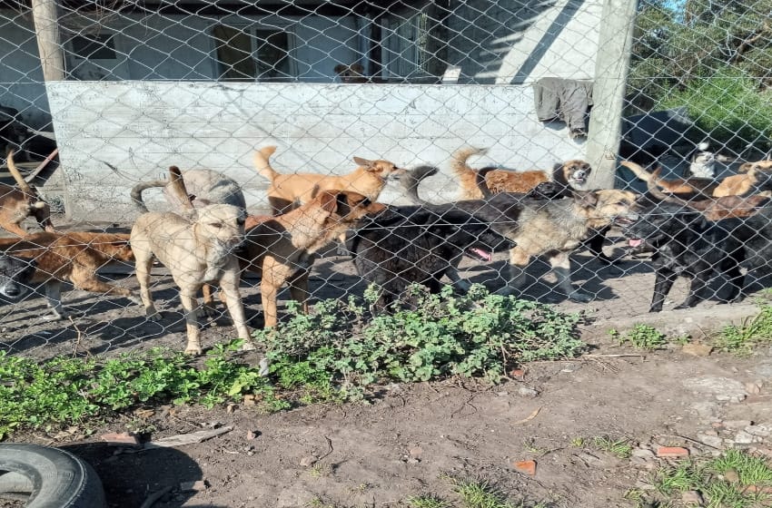 Refugio de animales marplatense recibió ayuda de Nación