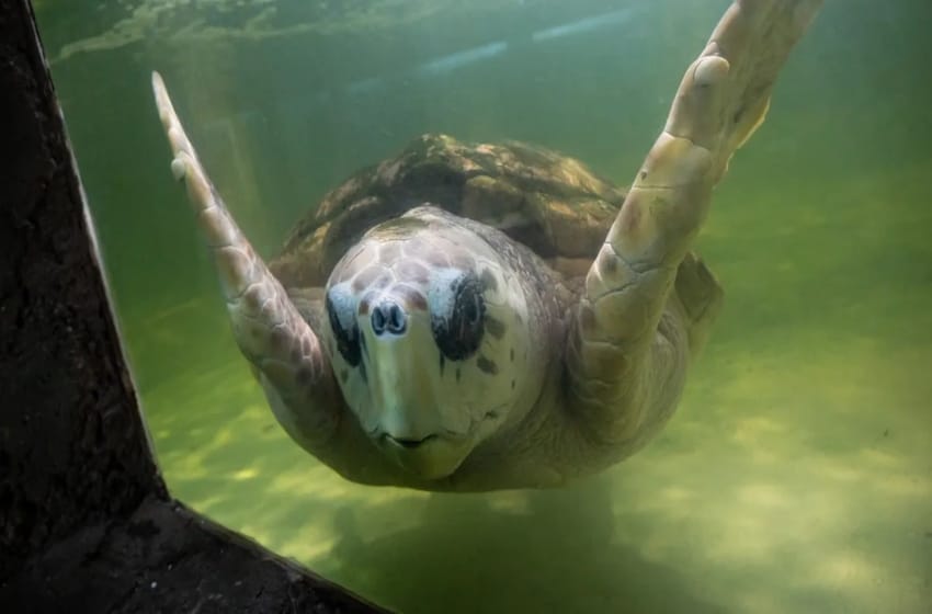 De Mendoza a Mar del Plata: analizan trasladar al tortugo Jorge de 70 años y 99 kilos
