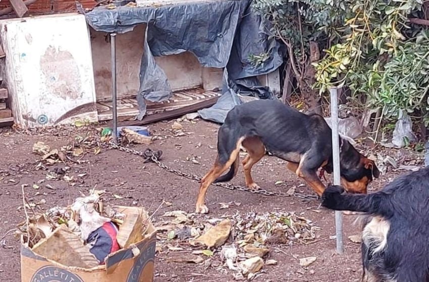 Rescataron a una perra en el barrio Las Dalias