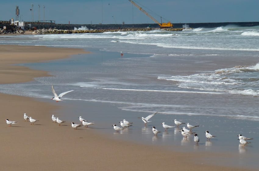 Limpiarán las playas de Punta Mogotes y el Puerto con la comunidad científica